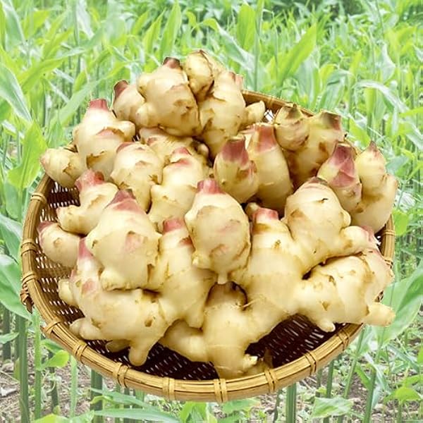 Amazon.co.jp: 高知産 新生姜 A品 Lサイズ 約2㎏ しょうが 生姜